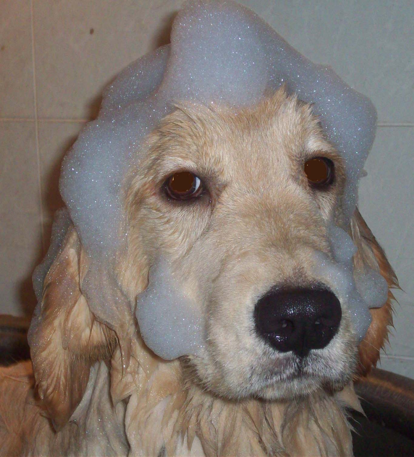 GoldStrike, Golden Retrievers